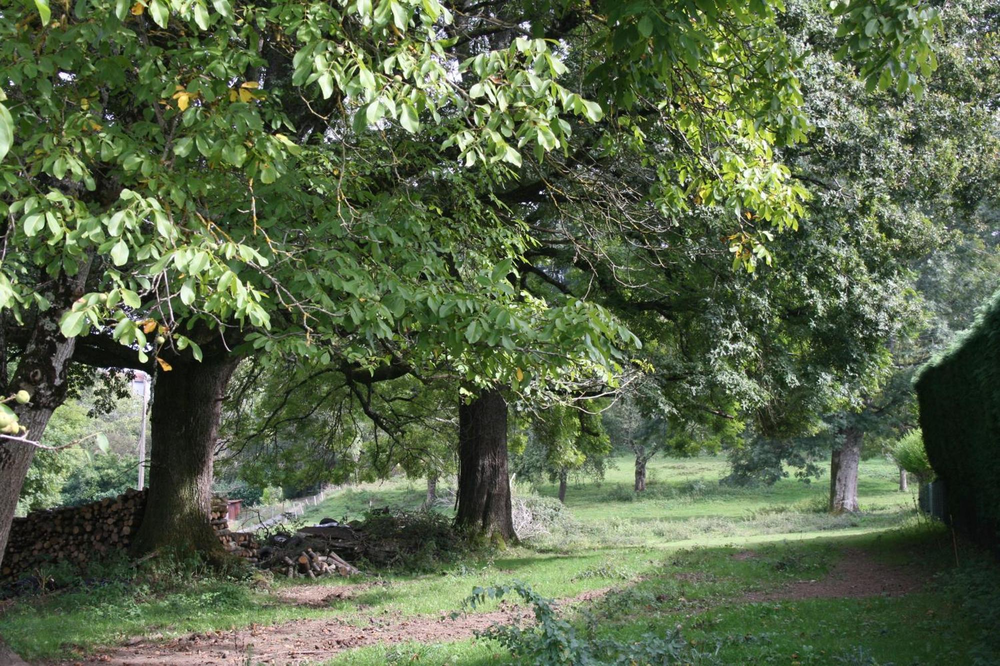 Domaine De Romefort Saint-Léonard-de-Noblat Exteriör bild